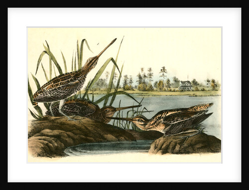 Wilson's Snipe. - Common Snipe by John James Audubon