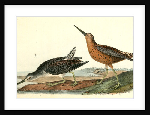 Red-breasted Snipe by John James Audubon