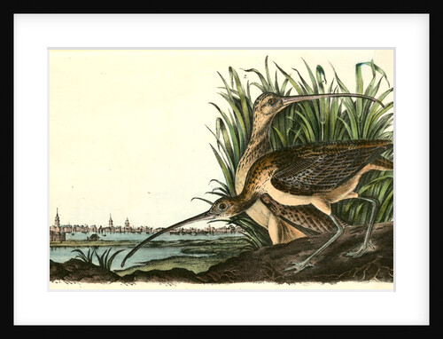 Long-billed Curlew by John James Audubon