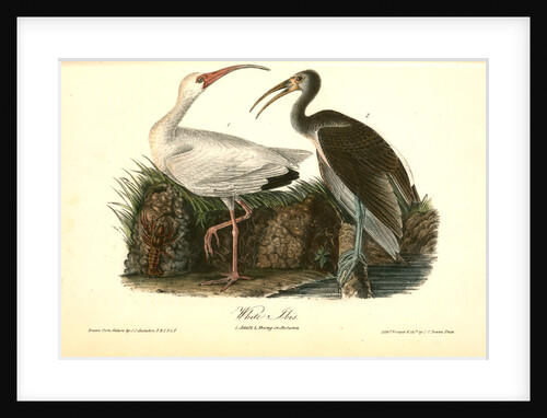 White Ibis by John James Audubon