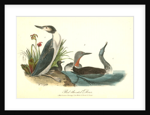 Red-throated Diver by John James Audubon