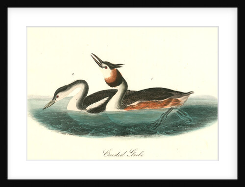 Crested Grebe by John James Audubon