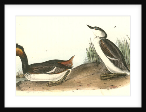 Eared Grebe by John James Audubon