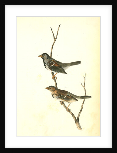 Harris's Finch by John James Audubon