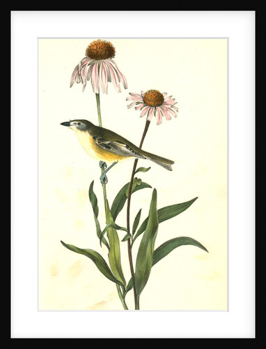 Bell's Vireo. Male. (Rattle-snake Root) by John James Audubon