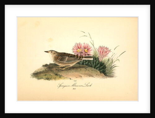 Sprague's Missouri Lark. Male by John James Audubon