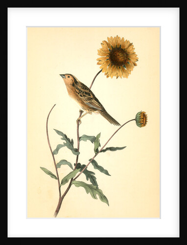 Le Contis Sharp-tailed Bunting. Male by John James Audubon