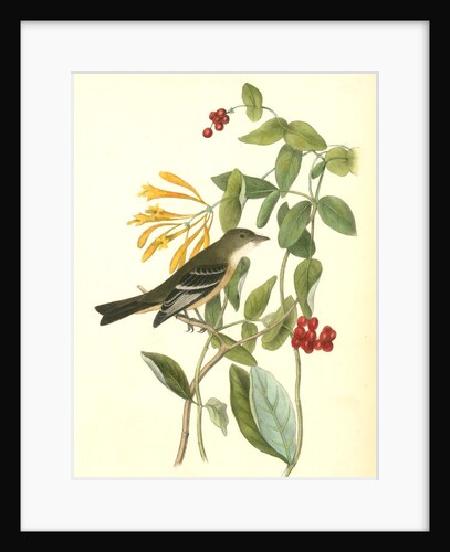 Least Flycatcher. Male by John James Audubon