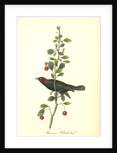 Brewers Black-bird. Male by John James Audubon