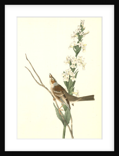 Shattuck's Bunting. Male by John James Audubon