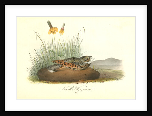 Nuttal's Whip-poor-will. Male by John James Audubon