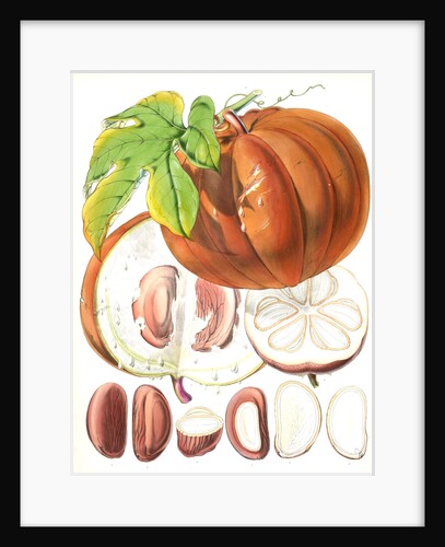 Hodgsonia Heteroclita, H. f. et T. (Fruit) by Walter Hood Fitch