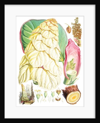 Rheum Nobile, H.f. & T by Walter Hood Fitch