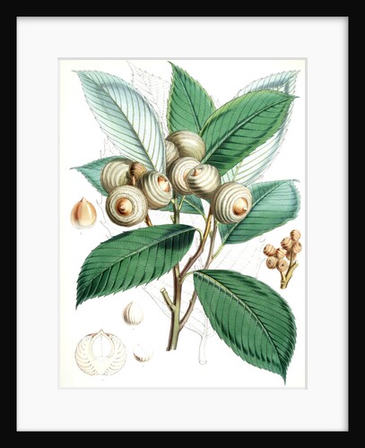 Quercus Lamellosa, Ham by Walter Hood Fitch