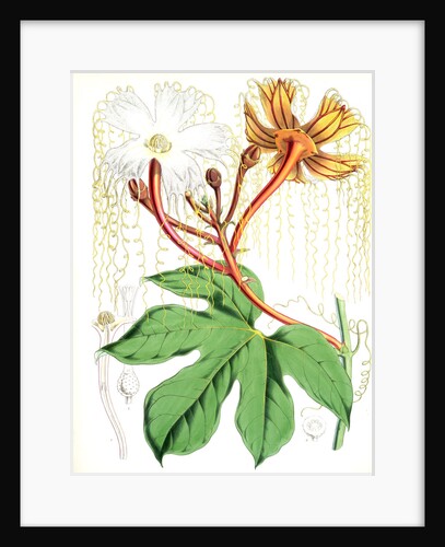 Hodgsonia Heteroclita, Hook. fil. et Thoms. (Male plant) by Walter Hood Fitch