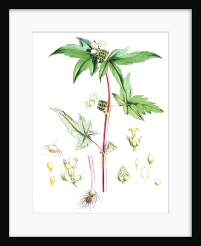 Begonia Gemmipara, H.f. et T by Walter Hood Fitch