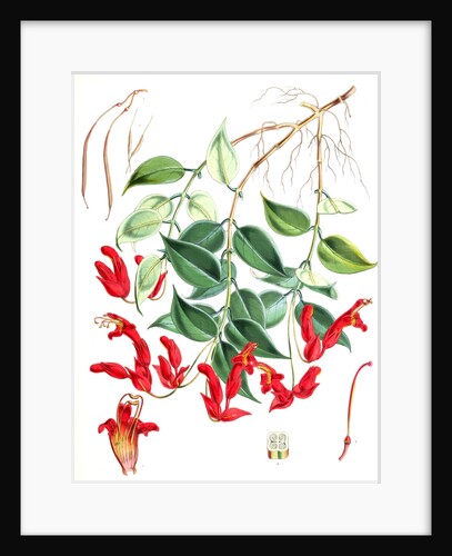 Aeschynanthus Peelii, H.f. & T by Walter Hood Fitch