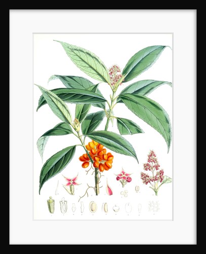 Aucuba Himalaica, H.f. et T by Walter Hood Fitch