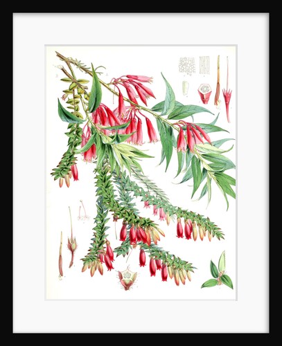 A. Vaccinium Salignum, H.f. et T.; B. Vaccinium Serpens, H.f. et T by Walter Hood Fitch