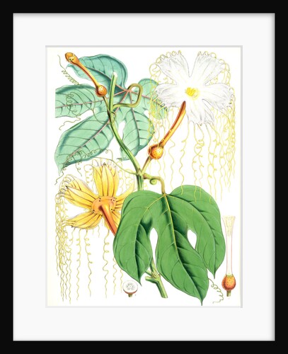 Hodgsonia Heteroclita, Hook. fil. et Thoms. (Female plant) by Walter Hood Fitch