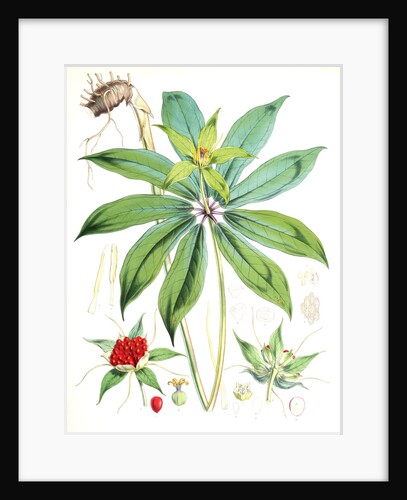 Paris Polyphylla, Smit by Walter Hood Fitch