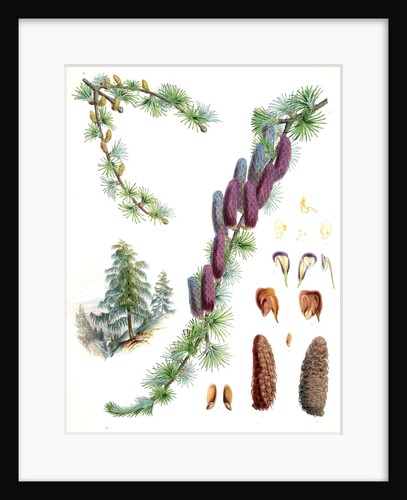 Larix Griffithii, H.f. & T by Walter Hood Fitch