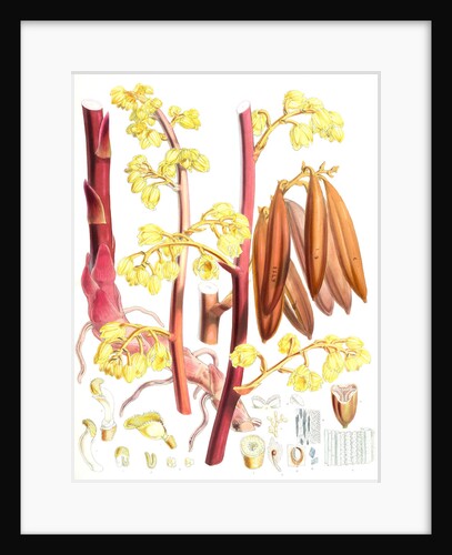 Cyrtosia Lindleyana, H.f. & T by Walter Hood Fitch