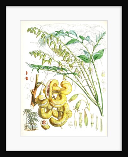 Decaisnea Insignis, H.f. et T by Walter Hood Fitch