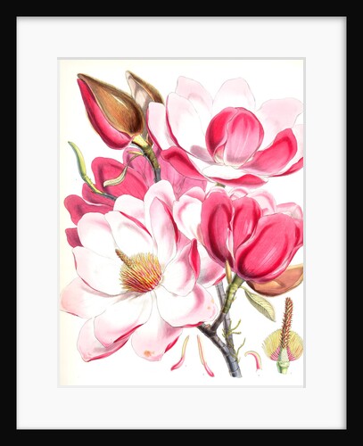 Magnolia Campbellii, H.f. et T. (Flowering plant) by Walter Hood Fitch