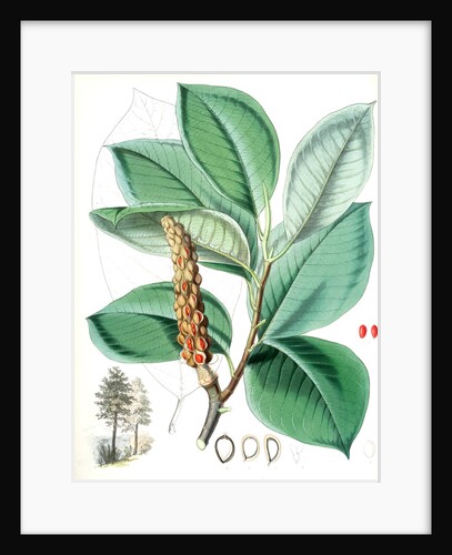 Magnolia Campbellii, H.f. et T. (Fruiting plant in foliage) by Walter Hood Fitch
