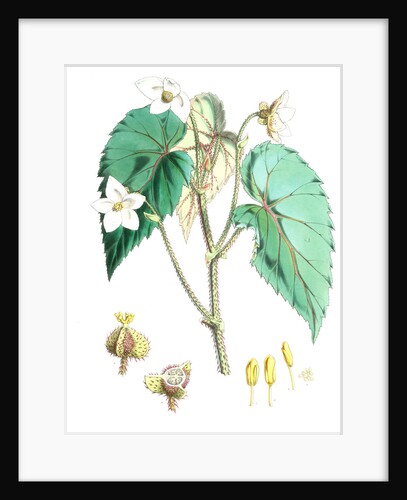 Begonia Cathcartii, H. f. et T by Walter Hood Fitch