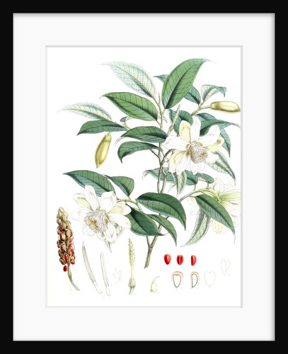 Michelia Cathcartii, H.f. et T by Walter Hood Fitch