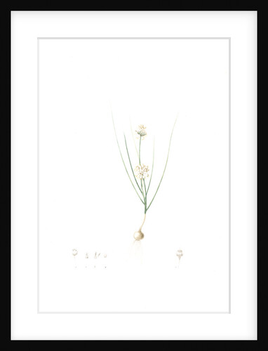 Allium obtusiflorum, Allium pusillum; Ail à fleurs obtuses by Pierre Joseph Redouté