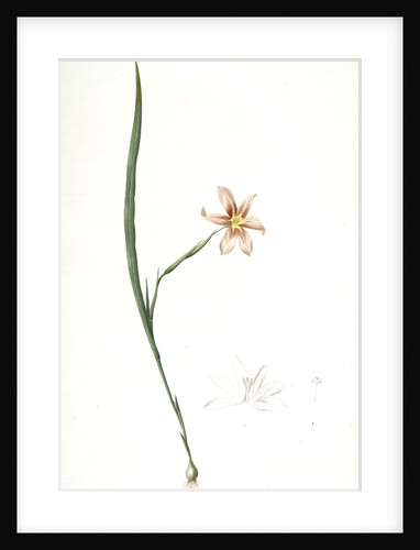Sisyrinchium elegans, Homeria collina; Sisrynche élégant; Homeria, One-leaved cape tulip by Pierre Joseph Redouté