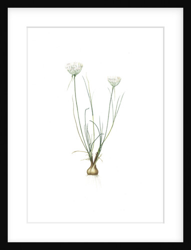 Allium moschatum, Ail musquè by Pierre Joseph Redouté
