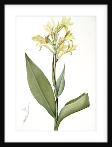 Canna glauca, Balisier glauque, Maraca Amarilla; Louisianna Canna by Pierre Joseph Redouté