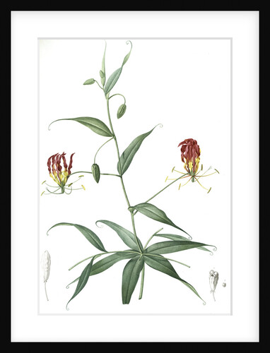 Methonica superba, Gloriosa superba; Méthonique superbe; Gloriosa Lily, Flamelily; Glory flower, Climbing lily by Pierre Joseph Redouté