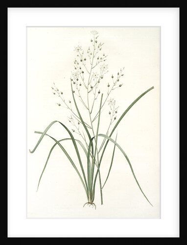 Phalangium ramosum, Anthericum ramosum; Phalangère rameuse, Spider wort by Pierre Joseph Redouté