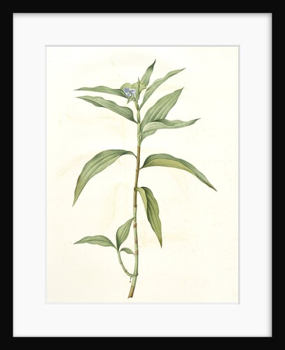 Commelina persicariaefolia, Athyrocarpus persicaeriaefolius; Comméline à feuilles de persicaire by Pierre Joseph Redouté