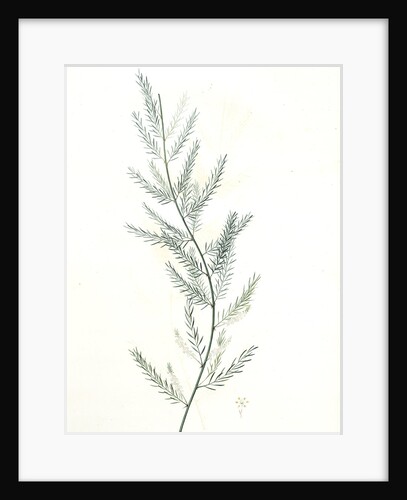 Asparagus sarmentosus, Asperge sarmenteuse by Pierre Joseph Redouté