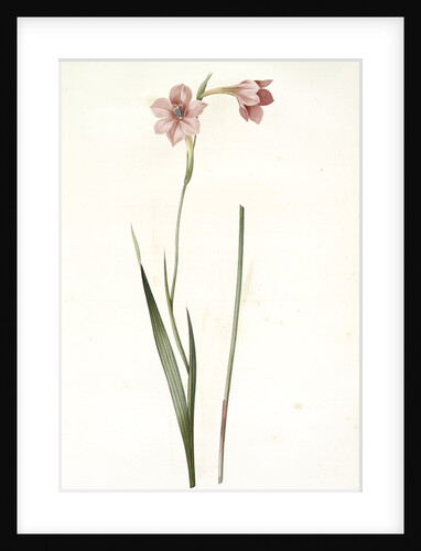 Gladiolus hirsutus, Gladiolus velu, Rose-colored corn flag by Pierre Joseph Redouté