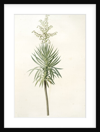 Yucca aloifolia, Yucca feuilles entieres; Palm Lily or Spanish Dagger by Pierre Joseph Redouté