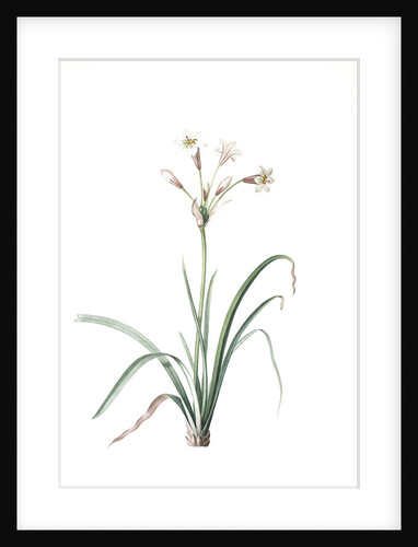 Crytanthus vittatus, Cyrtanthe rayè, Striped Fire Lily by Pierre Joseph Redouté