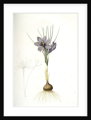 Crocus sativus, Safran cultivé; Saffron Crocus by Pierre Joseph Redouté