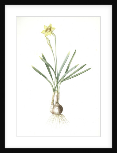 Narcissus Gouani, Narcissus incomparabilis; Narcisse de Gouan, Incomparable narcissus by Pierre Joseph Redouté