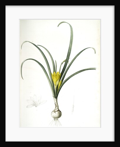 Amaryllis lutea, Sternbergia lutea; Amaryllis jaune, Yellow Amaryllis by Pierre Joseph Redouté