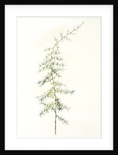 Asparagus horridus, Asperge à grosses épines, Spiny asparagus by Pierre Joseph Redouté