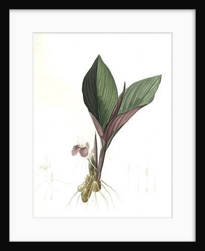 Koemferia longa, Kaempferia rotunda; Kempférie longue, Resurrection Lily; Ginger by Pierre Joseph Redouté