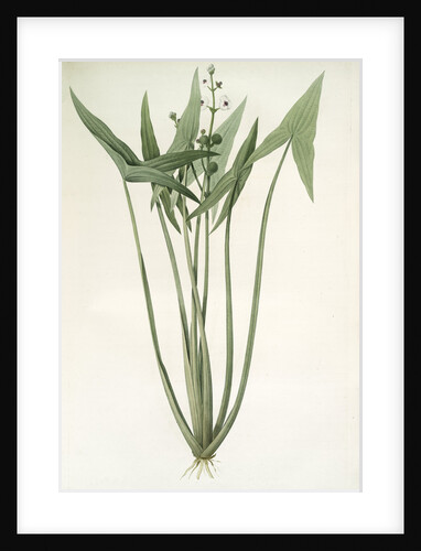 Sagittaria sagittifolia, Sagittair en fléche, Arrowhead Wapatoo; Hawai Arrowhead by Pierre Joseph Redouté