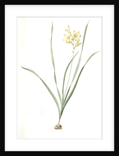 Gladiolus lineatus, Tritonia lineata; Glaïeul rayé, Lined Tritonia; Pencilled Corn-flag by Pierre Joseph Redouté